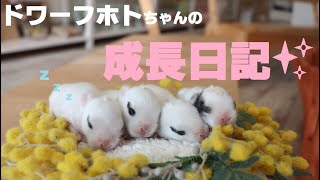 【美意識高いうさぎさん】生まれた時から綺麗なアイラインが入っているよ♪