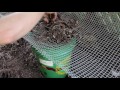 Back to Eden Chicken Run Composting! SO EASY!