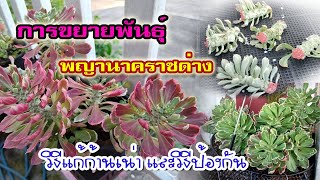 ขยายพันธุ์ และแก้ปัญหาโรคเน่า ก้านเน่า ของว่านพญานาคราช เทคนิคง่ายๆ