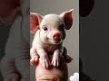 Cute Tiny pig  #ai #aiart #tiny #pig #animals #animation #animalshorts #cute