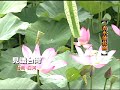 見識台灣旅遊網 台南白河 蓮緣香水蓮花園