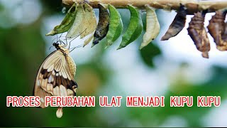 Proses perubahan ulat menjadi kupu kupu