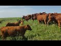 Red Angus breeding at its finest,  Mushrush Red Angus   Strong City, KS