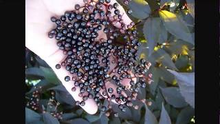 Guide To Growing Elderberry - Permaculture Plants