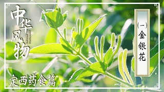 《中华风物》金银花竟对治疗“热毒病”有奇效？一起探寻这朵神秘之花的神奇药效—— 定西药食篇 | 美食中国 Tasty China