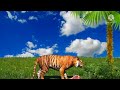 hungry tiger | Tigre | animation | Nick