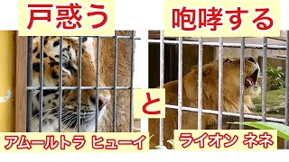 戸惑うアムールトラ ヒューイと咆哮するライオン ネネ