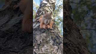 🌳Mr Zbyszek - wiewiórka😄🐿#shorts #wiewiórka #squirrel #redsquirrel #wildsquirrel #wiewiórki