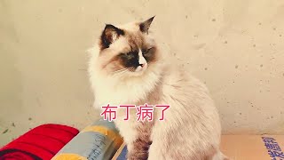 布偶流浪猫病了，一天需喂两遍药，它的难兄难弟蹲在门口替它担心