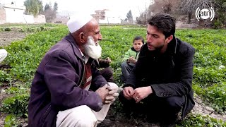 Coriander harvest in Nangarhar province / جمع آوری حاصلات گشنیز در ولایت ننگرهار