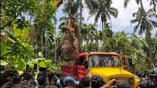 ചുള്ളിപറമ്പിൽ വിഷ്ണുശങ്കറിൻ്റെ അവസാന യാത്ര , Chulliparambil vishnushankar #keralaelephant