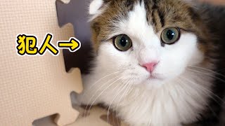 息子が愛情込めて作った猫ハウスを毎日破壊し続ける猫がこちら