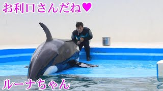 ルーナちゃん、お利口さんでカワイ～!(^^)! 鴨川シーワールド シャチ Kamogawa Sea World