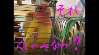 210329　母のくしゃみが怖い　小桜インコ　我が家の天使たち5羽α