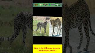 चीता और तेंदुआ में अंतर क्या?what is difference between cheetah and leapord?#shortsfeed#shorts#facts