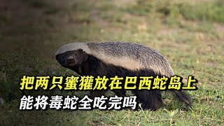 What would happen if you put two honey badgers on Snake Island in Brazil?