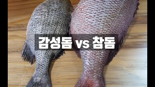 노량진수산시장 감성돔 참돔 맛대맛 비교