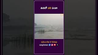 తునిలో చలి పంజా | East Godavari | Andhra Pradesh | Way2news Telugu