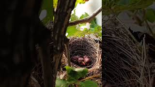 Beautiful bulbul bird babies (P 4) #shorts #ytshorts #trendingshorts #short