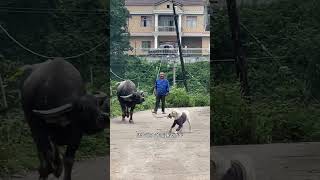 这真是一只旺家的狗狗😂😂😂 #funny #animals  #animal #dog #funnyvideo #funnyshorts