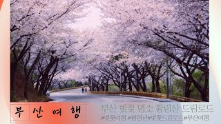 부산벚꽃명소:황령산 드림로드 벚꽃길