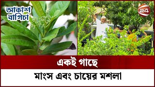 শহুরে জীবনে বিনোদনের মাধ্যম হতে পারে ছাদ বাগান | আকাশ বাগিচা | Akash Bagicha | Channel 24