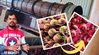 Fresh Beetroot Washing Machine | Beetroot And Carrot Cleaning Machine