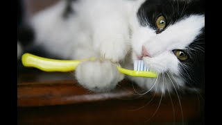 Cat Dental Health and Chronic Stomatitis