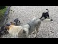 Cuccioli Cani Taglia Media maschi femmine in regalo video 2