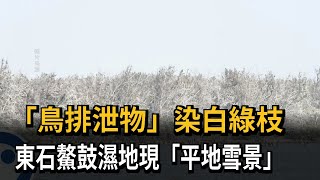 平地下雪？ 東石鰲鼓濕地白白一片 竟是「鳥排泄物」－民視新聞