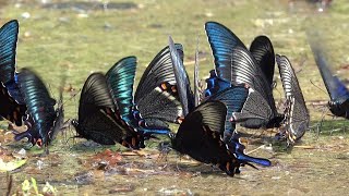 ミヤマカラスアゲハの楽園 1