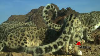 Le rare immagini del leopardo delle nevi...