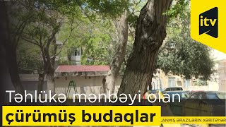 Çürümüş ağac budaqları təhlükə mənbəyidir