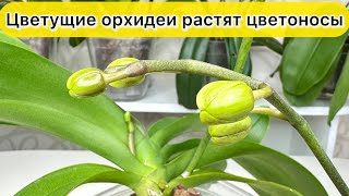 Повторное ЦВЕТЕНИЕ орхидей. Новые цветоносы и бутоны орхидей