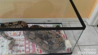 Feeding giant 10 foot boa constrictor live rat sorry pinky \u0026 the brain