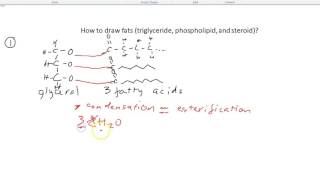 B3 How to draw fats (triglyceride, phospholipid, and steroid)