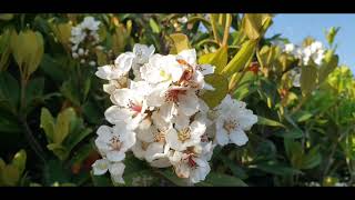 【海辺に咲く花】〖 Flowers that blooms on the beach 〗20220430-0505☆chigasakisunsetmuseum☆