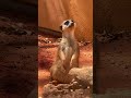 Timon #meerkat