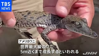 人工授精で生まれたワニの赤ちゃん２匹お目見え