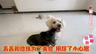 收养的2只流浪狗，为吃到零食用尽小心思，浑身都是心眼子【一枚主妇囡】