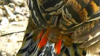 Male Lady Amherst Pheasant Transition from Juvenile to Adult (PART 1)