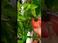 tomato in r random gardening