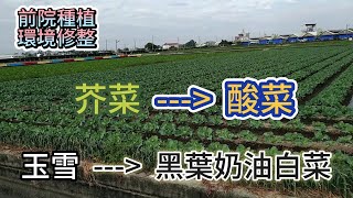 [前院種植環境修整]11_7 高溫下的種植環境影響 芥菜回來了 奶油白菜生長速度的差異