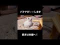 可愛いうさぎがバナナを食べていたら事件が起きました　 shorts ウサギ rabbit かわいい うさぎさん 癒し bunny バナナ