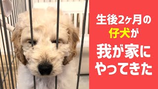 かわいい子犬が家族になりました。ゴールデンレトリーバーとプードルのミックス犬・ゴールデンドゥードル／Goldendoodle puppy comes home