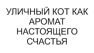 Уличный кот как аромат настоящего счастья