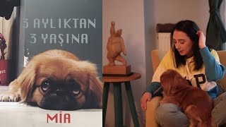 Pekinez (PEKINGESE) Cinsi Köpeğimle Tanışın MİA