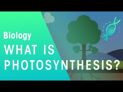 What are photosynthetic organisms?