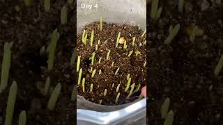 Growing corn in plastic boxes - 10 days time lapse #shorts #timelapse