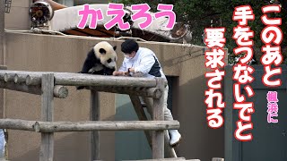 パンダに手をつないで帰ろうと要求された飼育員さん、天才子パンダの真意は🍁